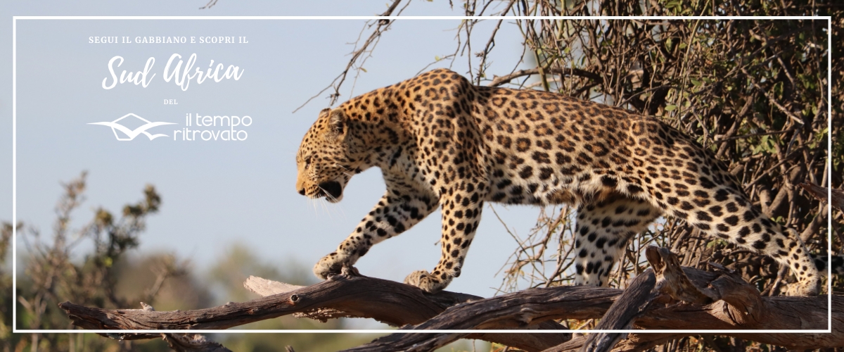 Sud Africa tour e self drive Leopardo Sud Africa Kruger Mpumalanga