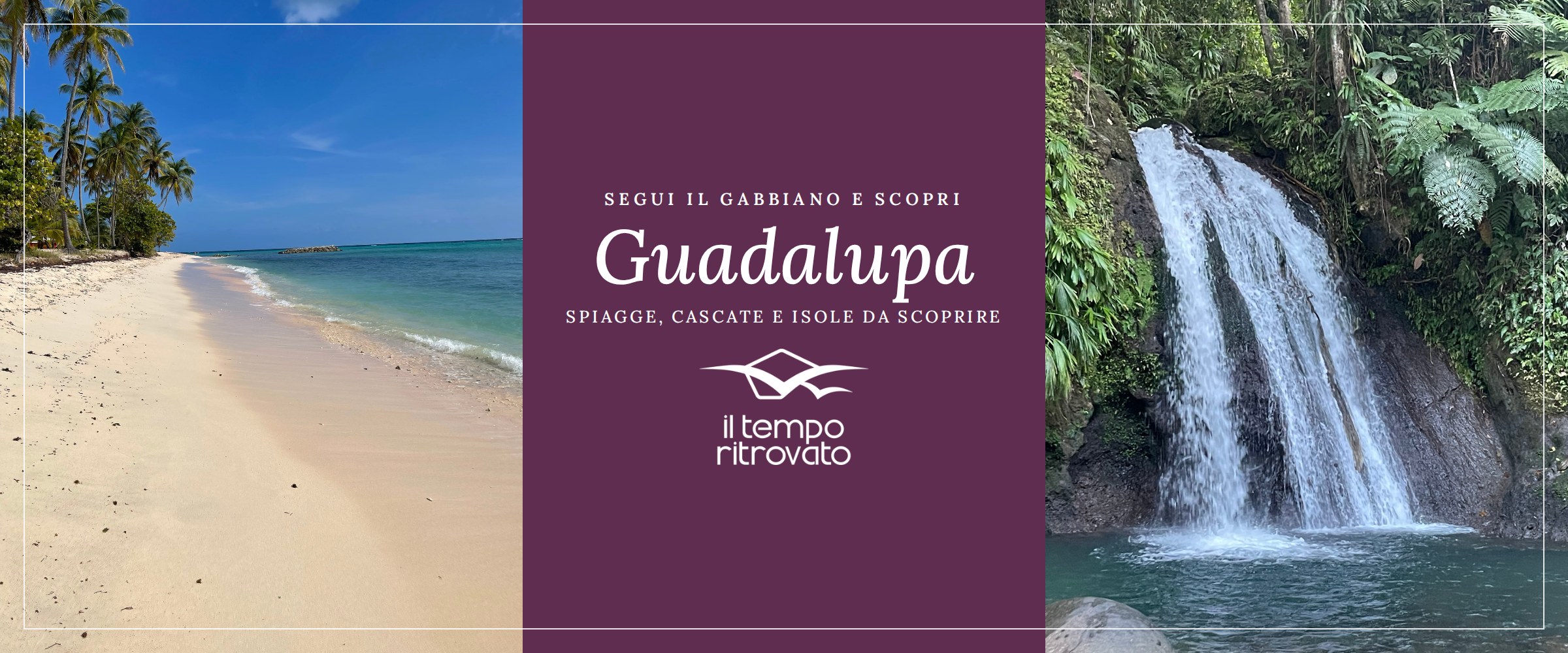 Tartaruga a Guadalupa nuotare con le tartarughe nelle acque cristalline di Guadalupa